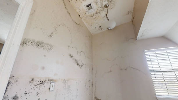 Best Commercial Mold Inspection  in Lake Alfred, FL