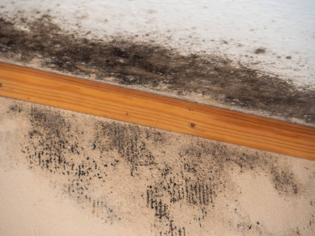 Best Mold Remediation for Healthcare Facilities  in Lake Alfred, FL