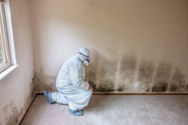 Best Airborne Mold Testing  in Lake Alfred, FL