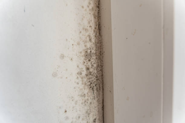 Best Indoor Air Quality Assessment  in Lake Alfred, FL